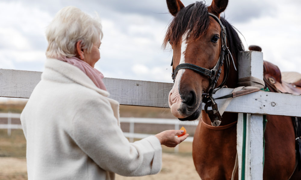 Equine Psychology Essentials