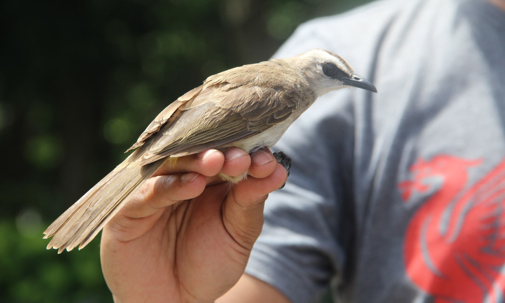 Ornithology (Study of Birds) Course