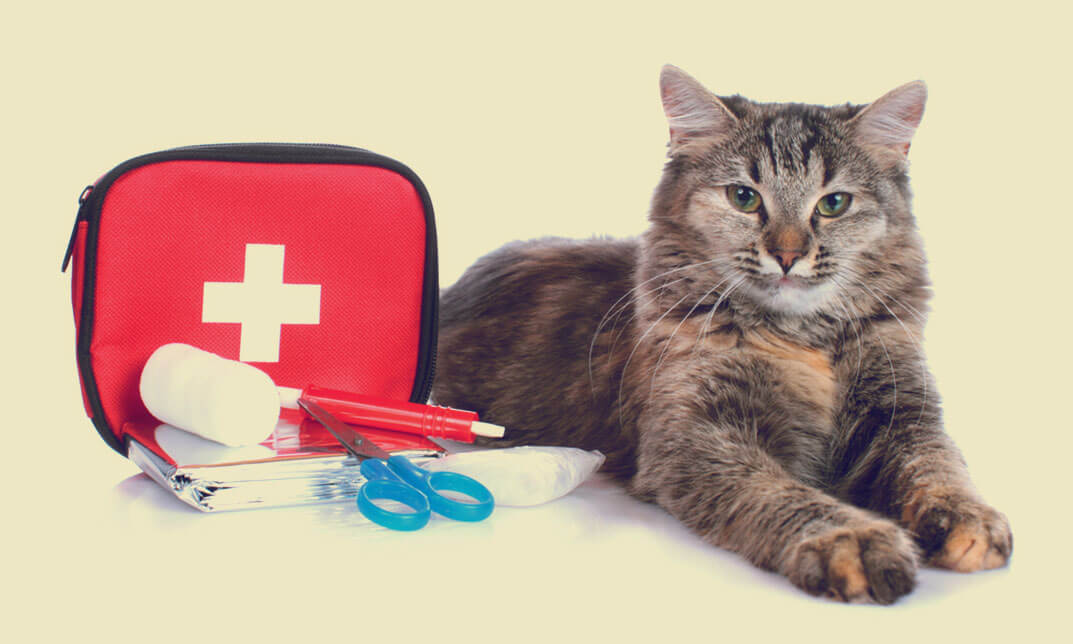 Pet First Aid Course