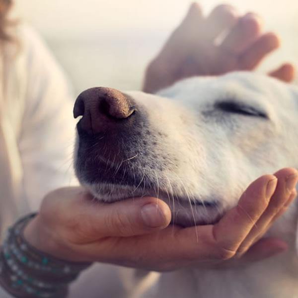 Canine Communication Diploma