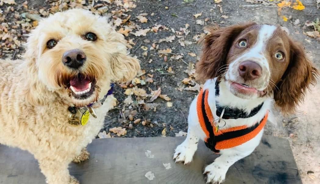 The Canine Coach (Spaniel and Doodle Specialist, Puppy and Dog Training, Scentwork)