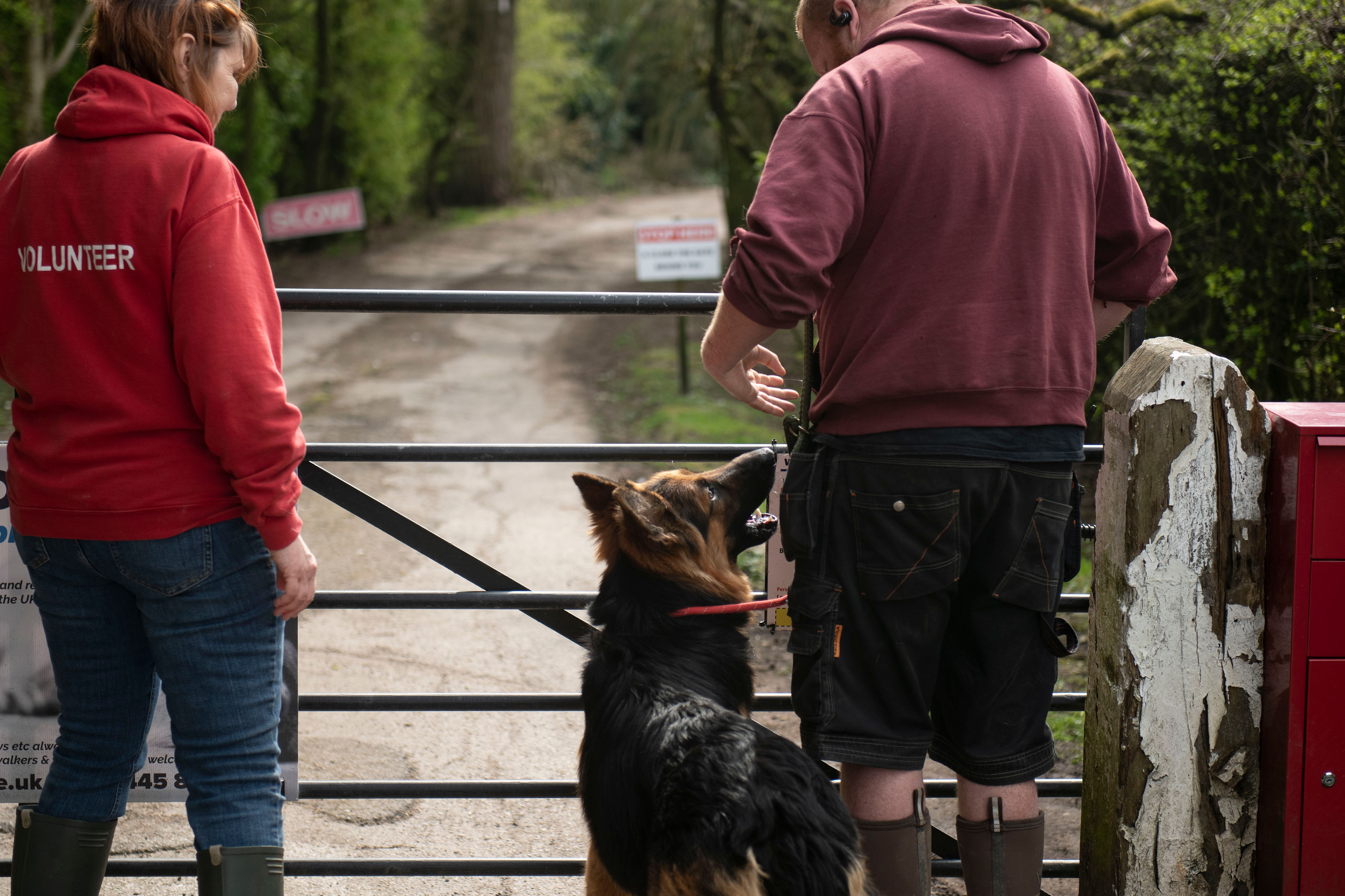 Luosko German Shepherd Dog Rescue