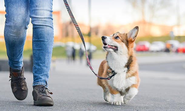 Dog Walking Course Level 3