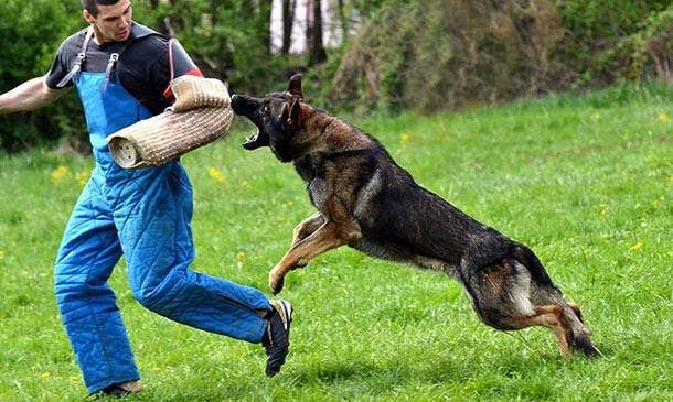 Dog Training - Stop Dog Barking