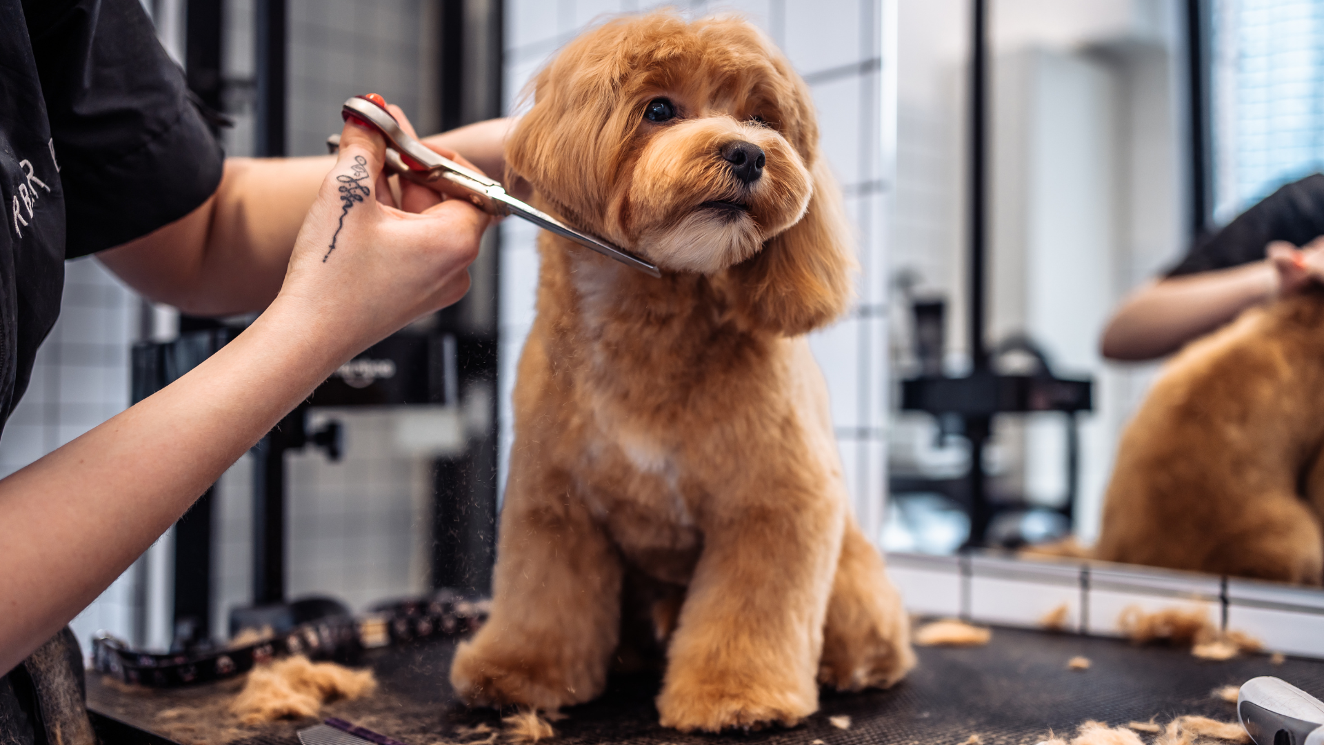    Dog Grooming and Dog Training