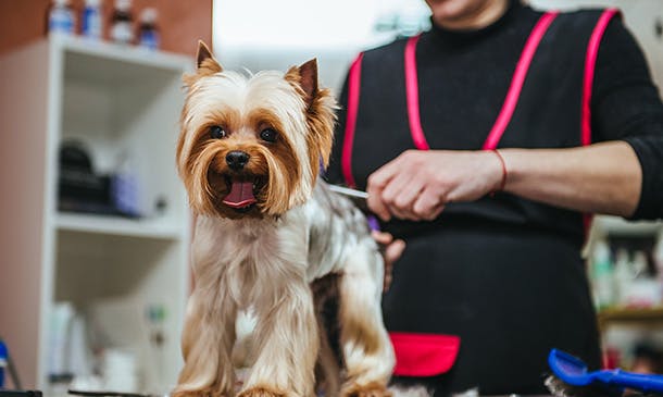 Dog Groomer Training