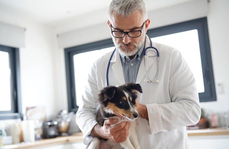 Dog Health Care