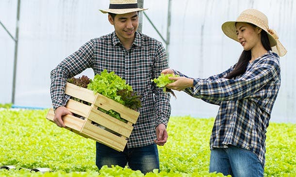 Hydroponics Gardening