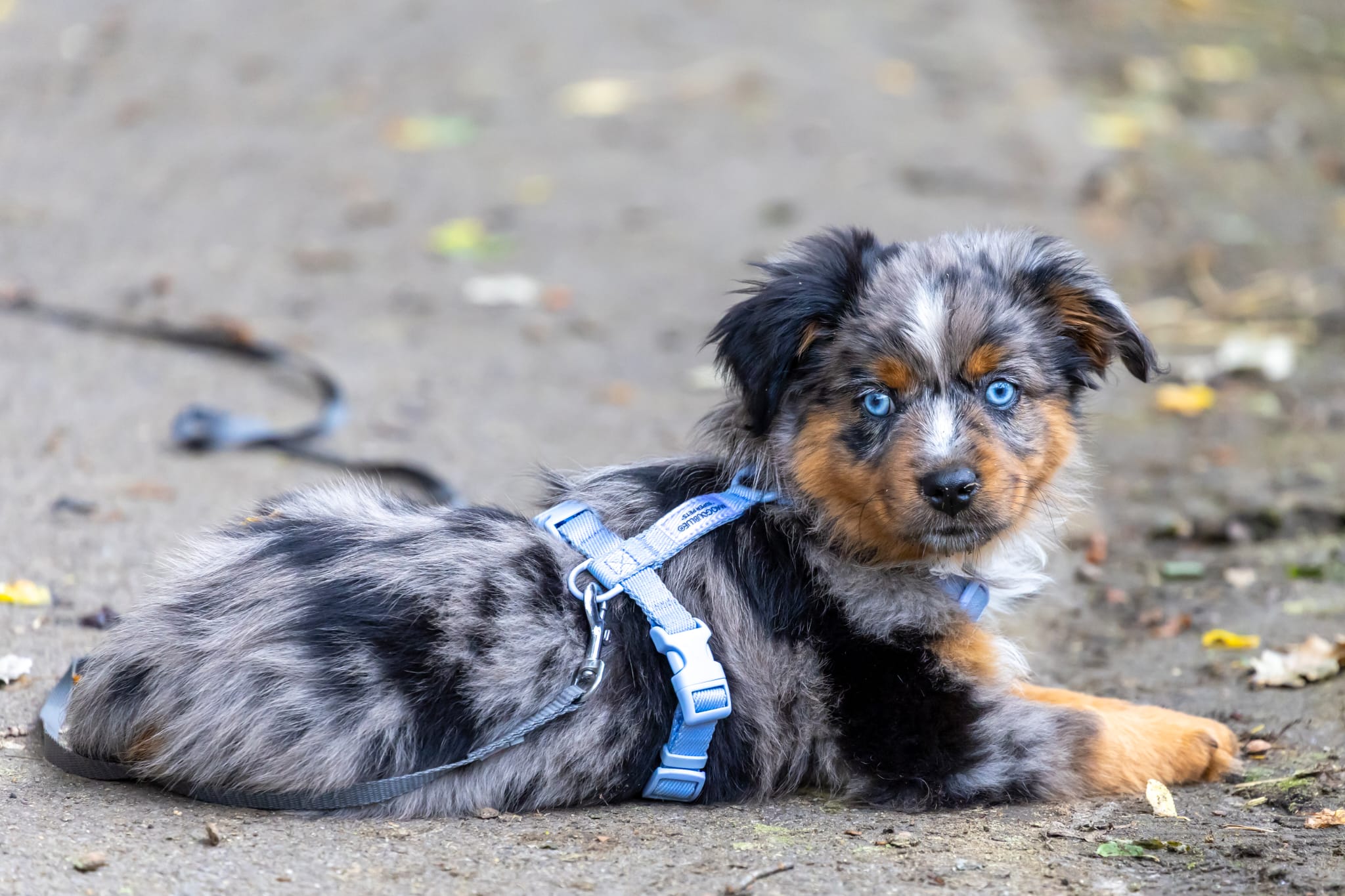Crate training secrets: from the scratch to advanced skills