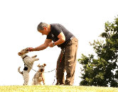 Dogcology dog trainer & behaviourist logo