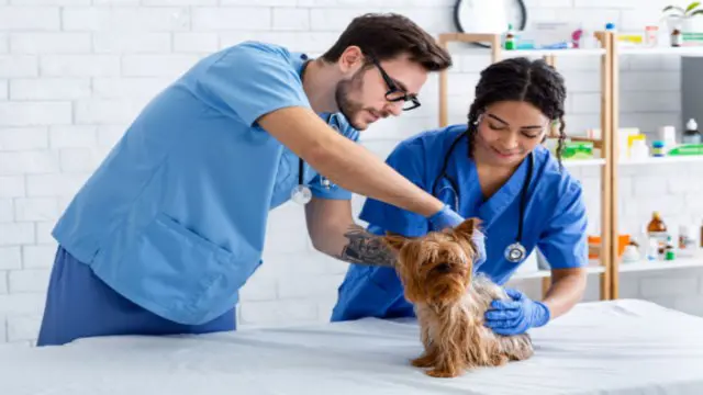 Veterinary Nursing- Course