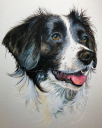 Bespoke Pet Portraits By Sarah logo