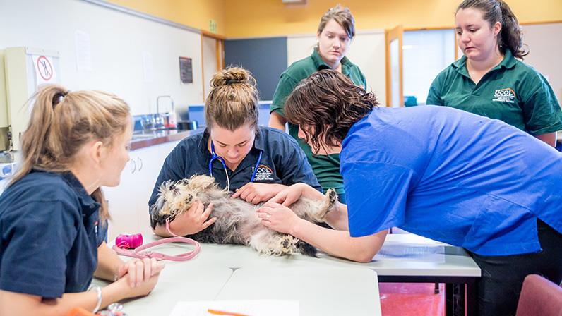 Veterinary Nursing Assistant - On Demand Online Course