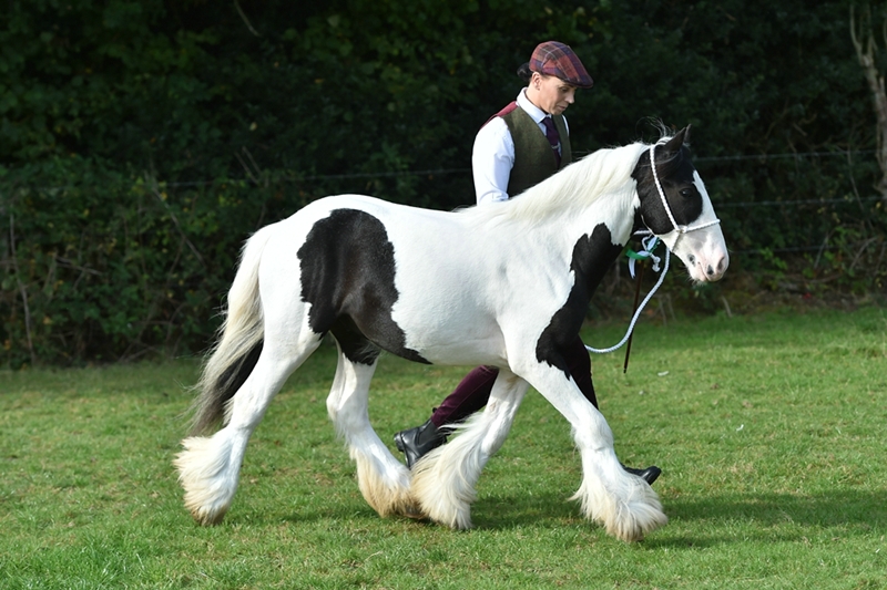 Dacorum & District Riding Club logo