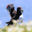 Scottish Seabird Centre logo