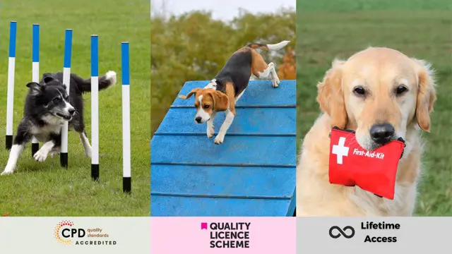 Dog Training (Dog Walking, Dog Agility & Dog First Aid)