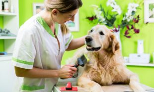 Basics of Dog Grooming