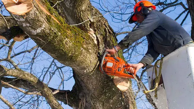 Level 5 Diploma in Arboriculture - QLS Endorsed