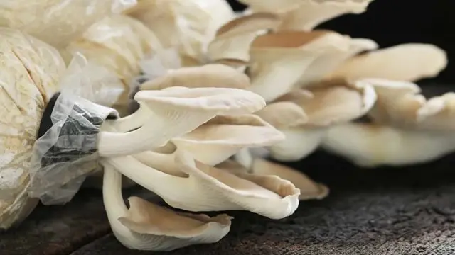 Mushroom Growing Diploma