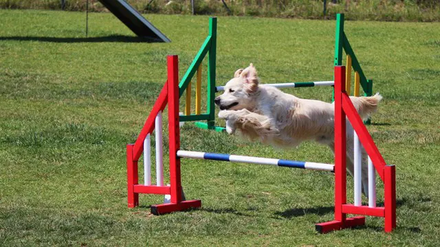 Diploma in Dog Agility