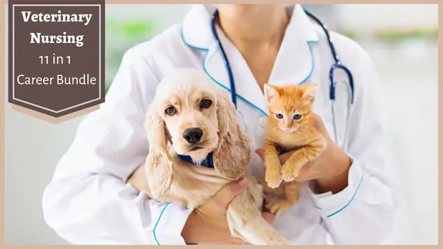 Level 7 Advanced Diploma in Veterinary Nursing (QLS Endorsed)