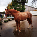 Trentvalley Equestrian Centre Llp logo