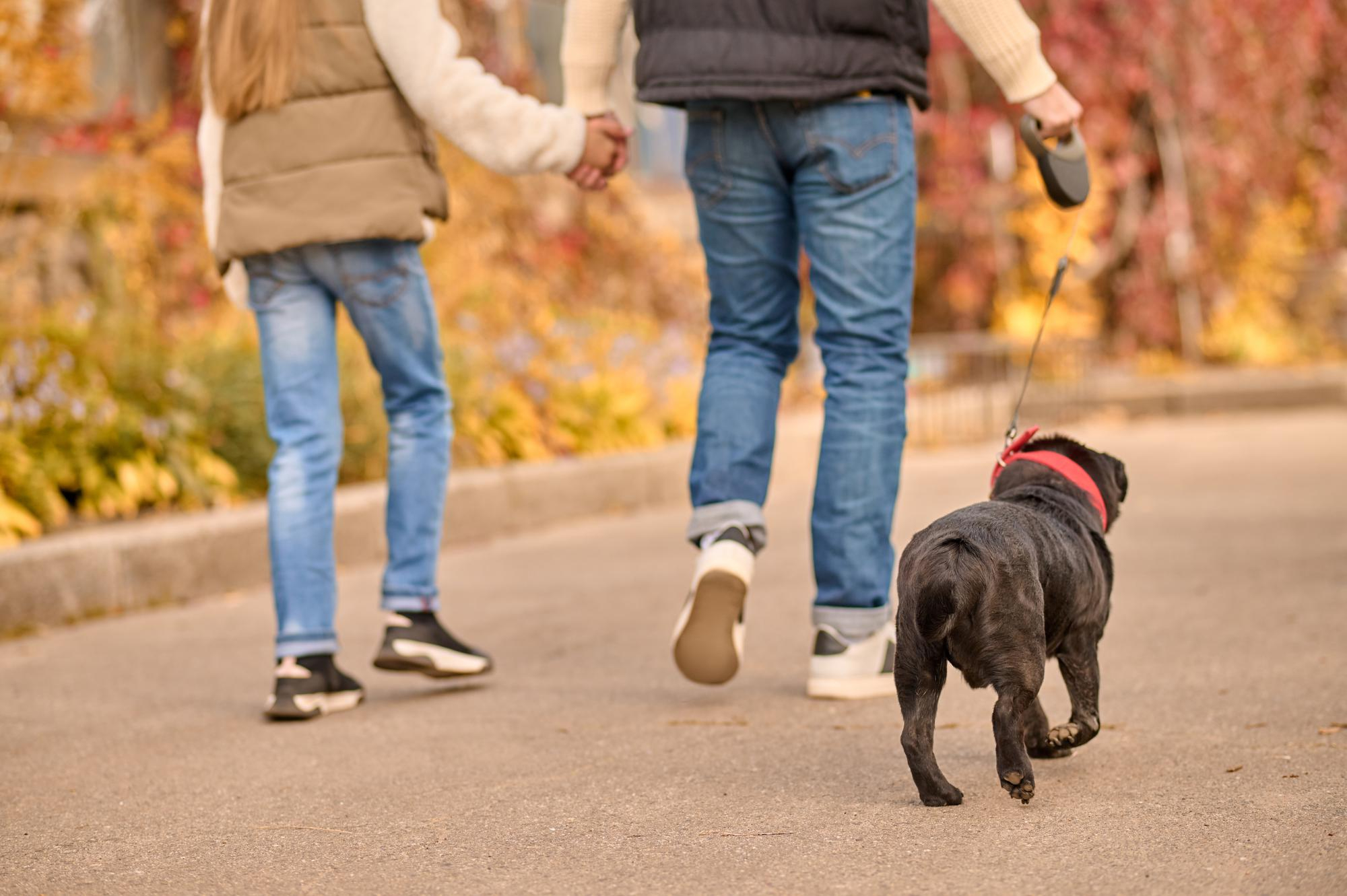 Dog walking & Sitting Course (Blended)