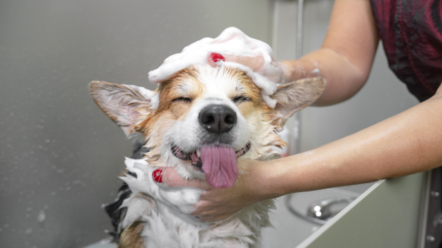 Dog Grooming