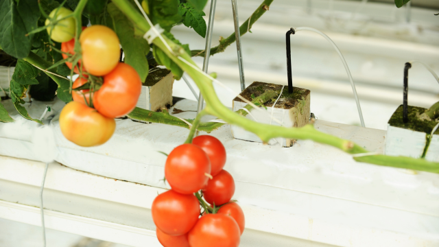 Hydroponic Horticulture