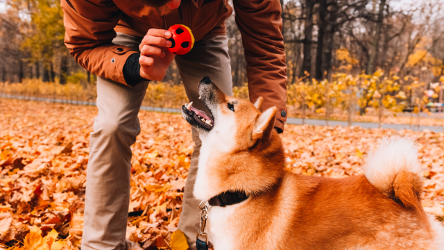 Dog Behaviour and Training