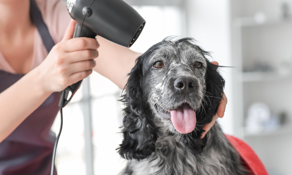 Dog Cleaning: Teach Your Dog to Love Getting a Bath