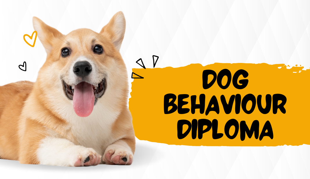 Dog Behaviour Diploma