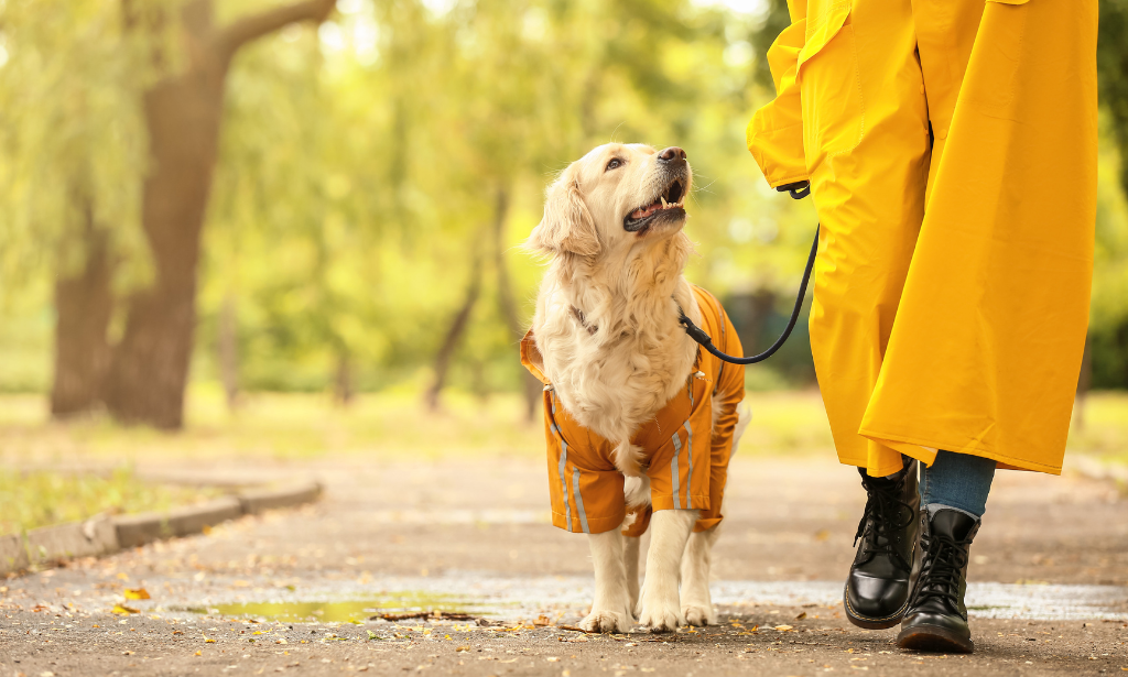 Pet Sitting and Dog Walking Course