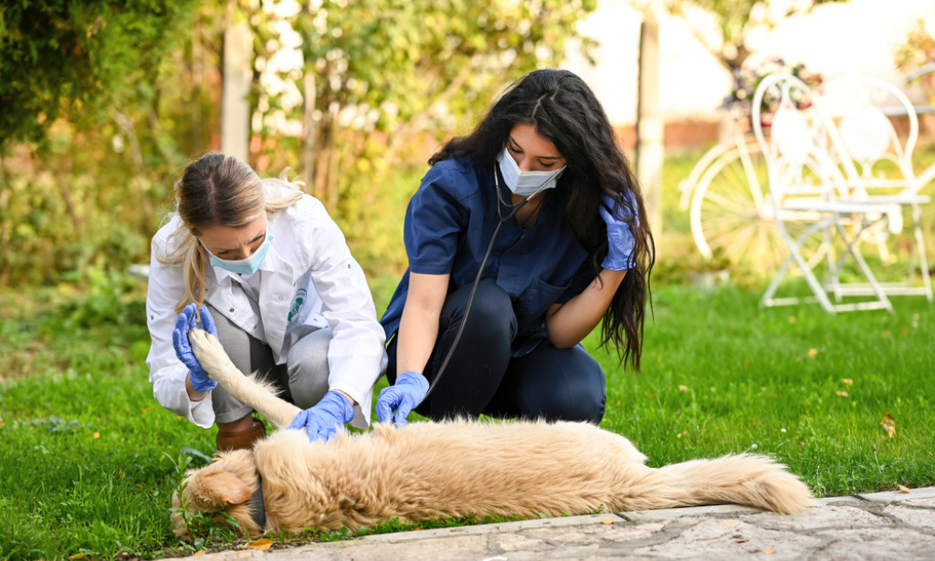 Dog First Aid and CPR Training 