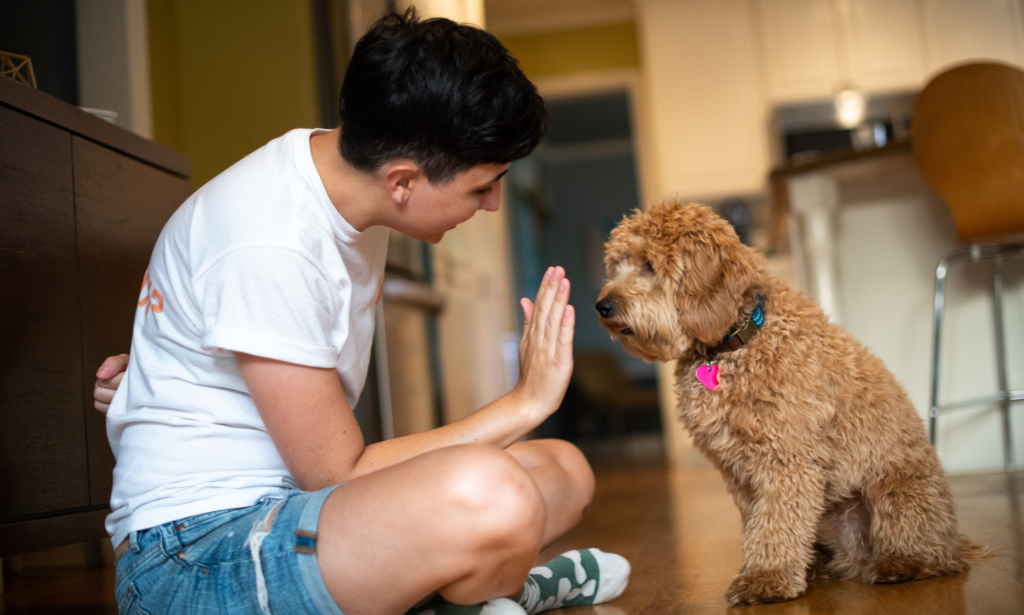 Online Puppy Training