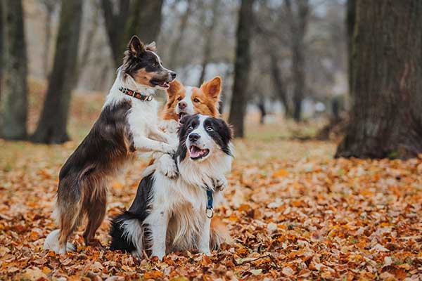 DOG WALKING SERVICE