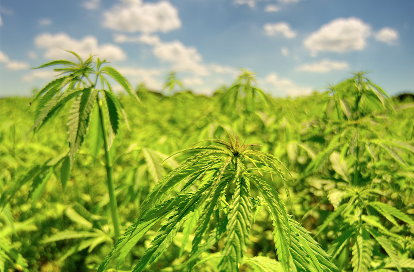 Growing Hemp for Fibre
