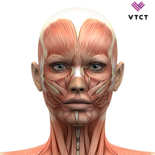 Level 4 Facial Anatomy & Physiology (Home Study)