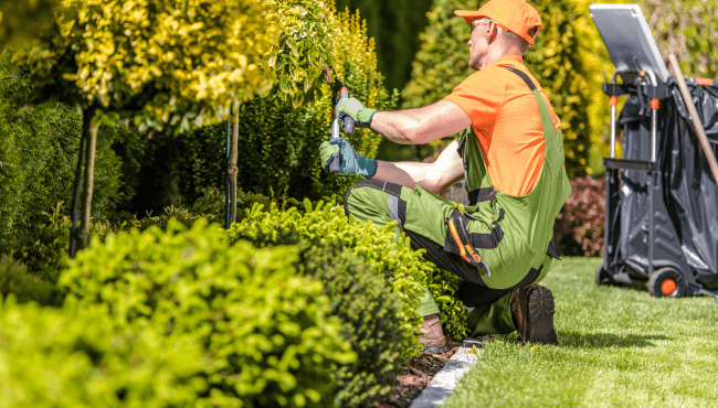 Arboriculture - Tree Biology & Planting Techniques Training