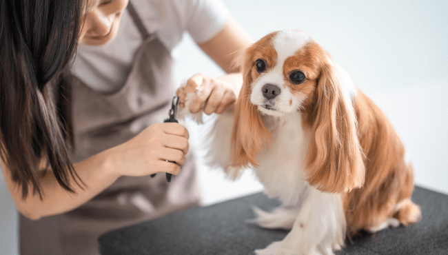 Level 3 Dog Grooming Training