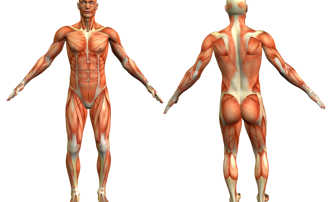 Level 3 Diploma in Anatomy and Physiology of Human Body