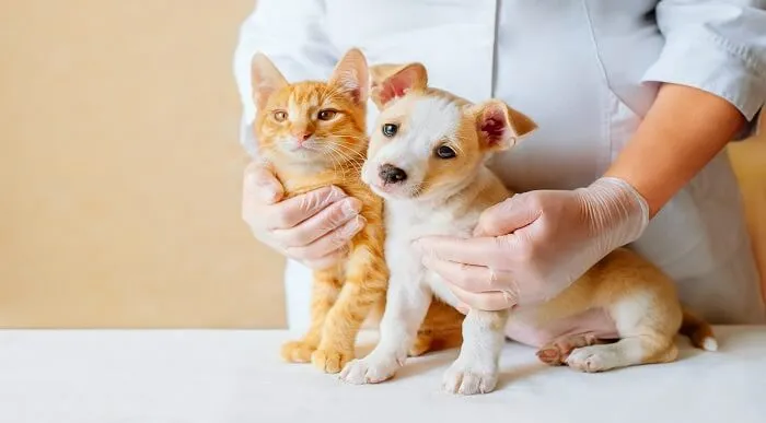 Pet Care Diploma - 3 Courses Complete Bundle