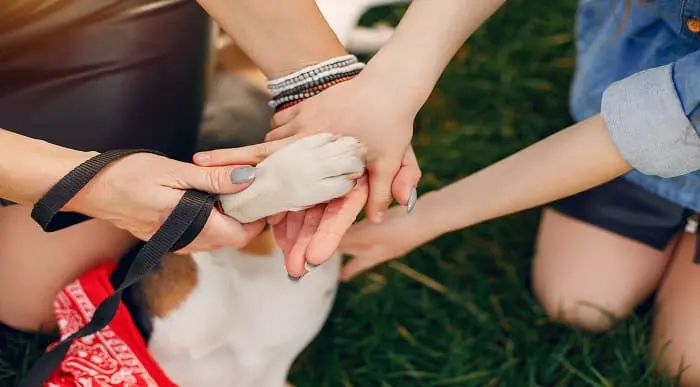 Canine First Aid Diploma