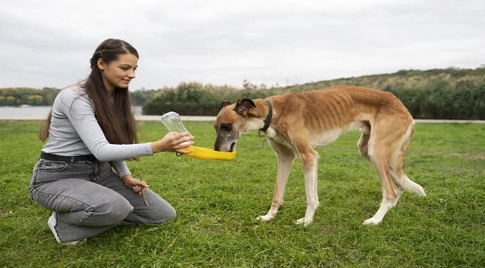 Dog Training - Natural Remedies