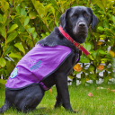 Assistance Dogs Northern Ireland (ADNI) logo