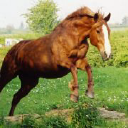 Lings Lane Riding Stables logo