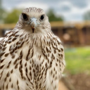 Lavenham Falconry logo