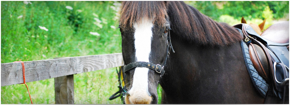 Wednesday 30th July 2025 and Wednesday 6th August 2025 Cobbes Meadow (Riding for the Disabled) - (AM & PM session)