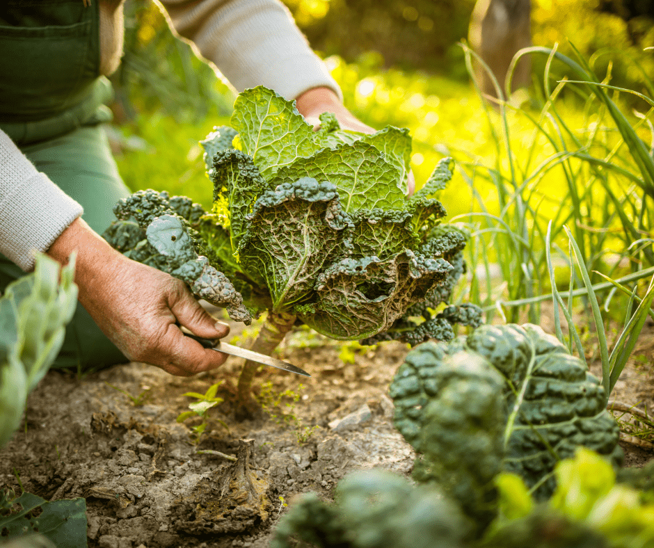 Farming: Permaculture - Online Diploma