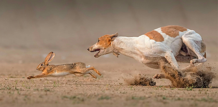 Managing Prey Drive in Dogs: Teaching Calm around cats, small animals & birds!